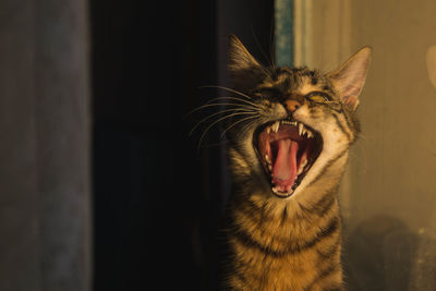 Close-up of cat yawning at home