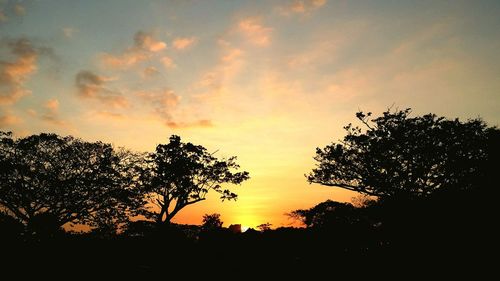 Silhouette of trees at sunset