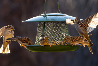 Close-up of bird perching on feeder