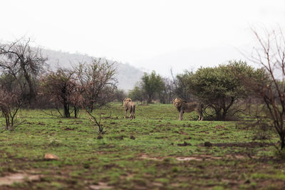 View of sheep on landscape