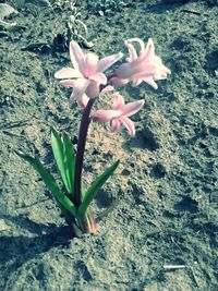 Close-up of pink flowers