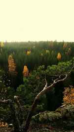 Plants growing in forest against clear sky