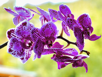 Close-up of purple iris flowers