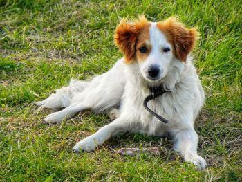 View of dog sitting on grass