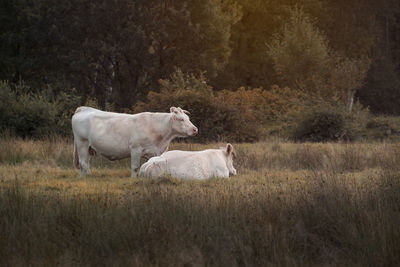 Cows standing in a field