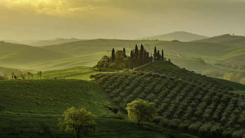 Typical view of the tuscan hills. farmhouse with cypress avenue