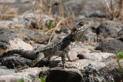 Side view of a lizard on rock