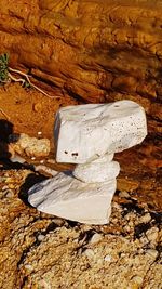 High angle view of an animal on rock