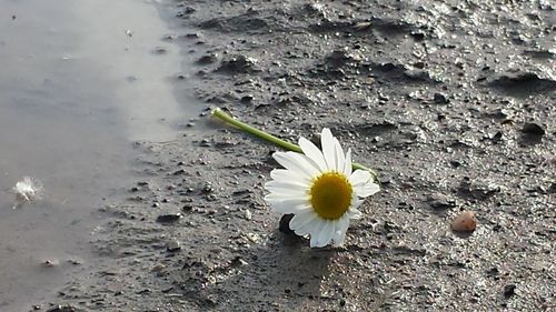 High angle view of flower blooming outdoors