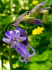 Close-up of purple flowering plant in park