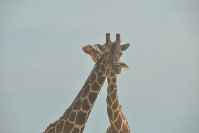 Low angle view of giraffe against clear sky