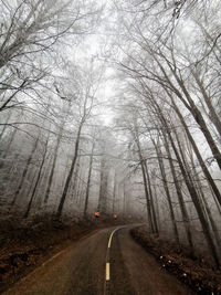 Road amidst trees in forest