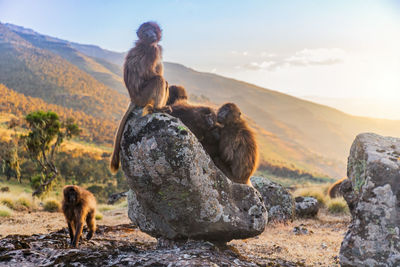 Group of gelada baboons at sunset in ethiopia