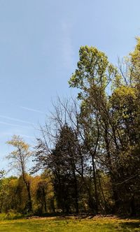 Low angle view of trees on field against sky