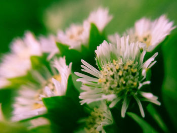 Close-up of pink flower blooming outdoors