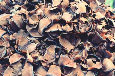 Full frame shot of dried autumn leaves on land