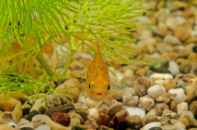 Close-up of fish swimming in sea