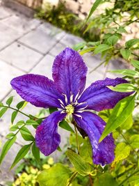 Close-up of water drops on purple flower