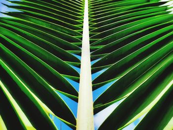 Full frame shot of bamboo plant