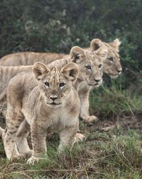 Portrait of a lion