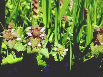 Close-up of plant growing on field