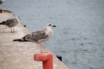 Close-up of seagulls perching on wooden post
