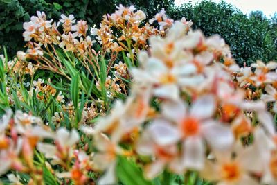 Close-up of white flowering plants on field