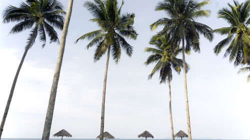 Low angle view of palm trees against sky