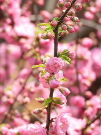 Close-up of pink cherry blossoms