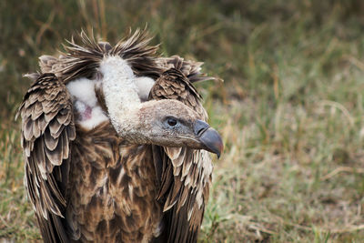 Close-up of a bird on field