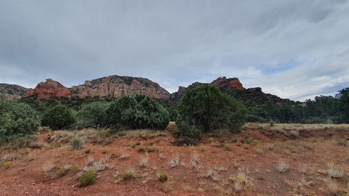 Scenic view of field against sky