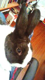 domestic animals