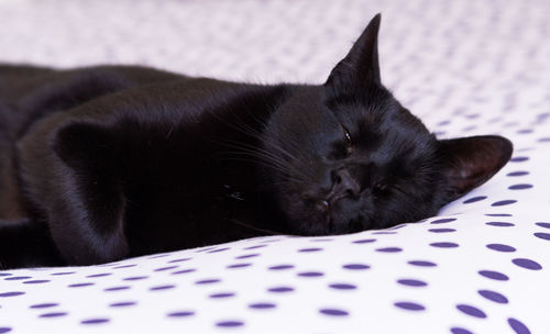 Close-up of cat resting on bed