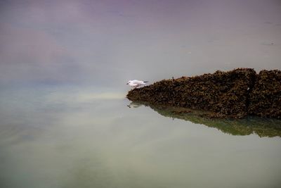 Close-up of crab by lake against sky