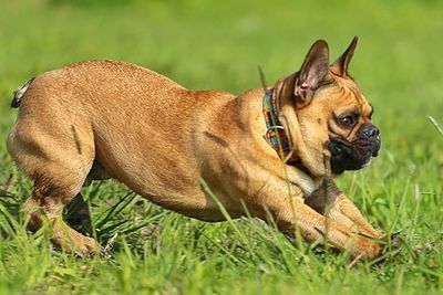 Dog relaxing on grassy field