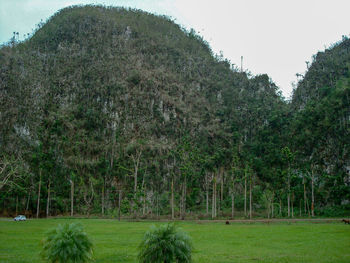 Scenic view of trees on field against sky