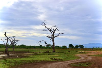 Bare trees on field against sky