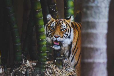 Close-up portrait of tiger