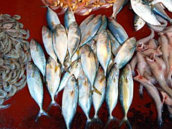 High angle view of fish for sale in market