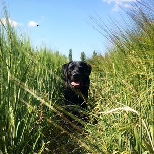 Dog in a field