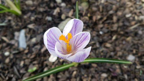 Close-up of purple crocus blooming outdoors