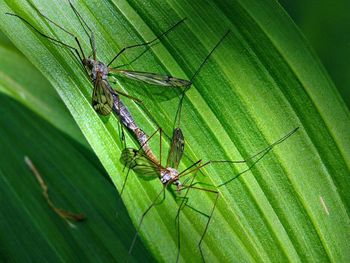 Close-up of insect on wall