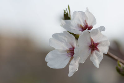 Close-up of white cherry blossoms