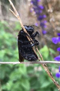 Close-up of bird perching on leaf