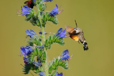 Close-up of bee pollinating flower