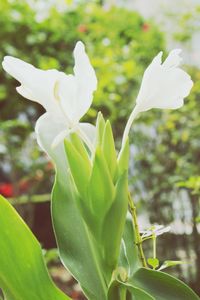 Close-up of flower blooming outdoors