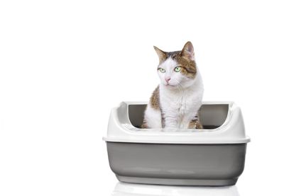 Portrait of cat sitting against white background