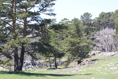 Trees in forest against sky