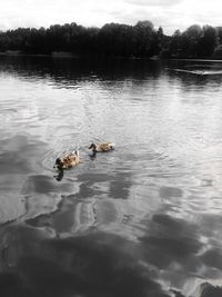 View of ducks swimming in lake