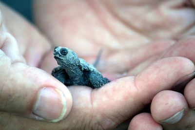 Close-up of human hand holding small